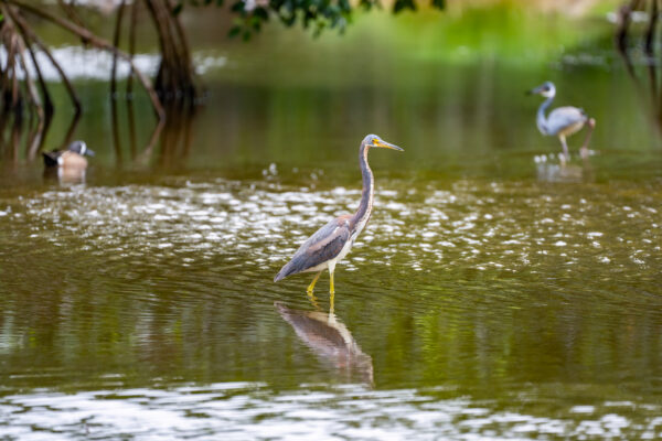 Herons Naples Nature Stock Photography