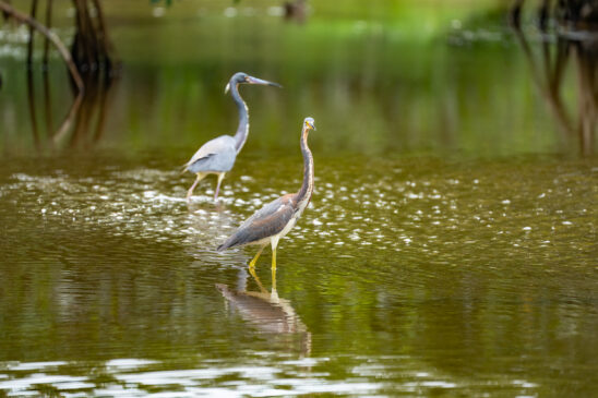 Two Herons Naples Nature Stock Photography