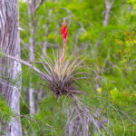 Naples Nature Stock Photography