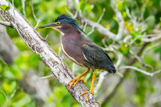 Naples Nature Stock Photography-2