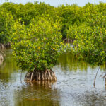 Naples Nature Stock Photography-2