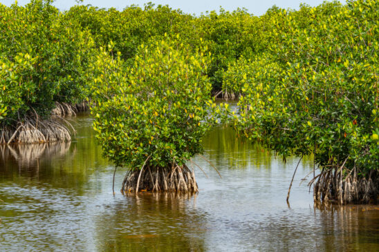 Naples Nature Stock Photography-2