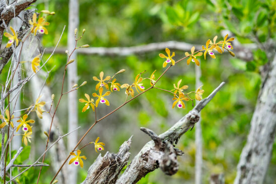 Naples Nature Stock Photography-4