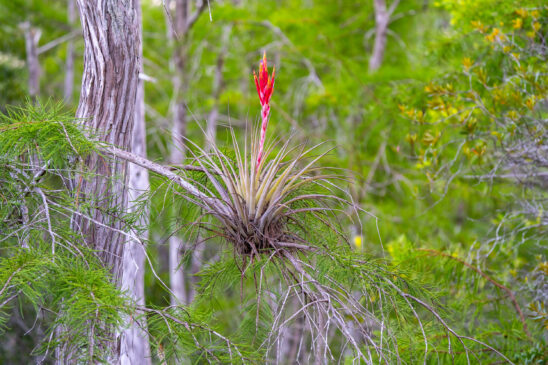 Naples Nature Stock Photography