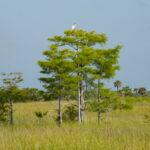 Naples Stock Photography 2