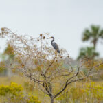 Naples Area Everglades Nature Stock Photography