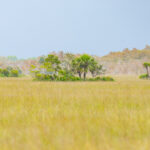 Naples Area Everglades Nature Stock Photography-2