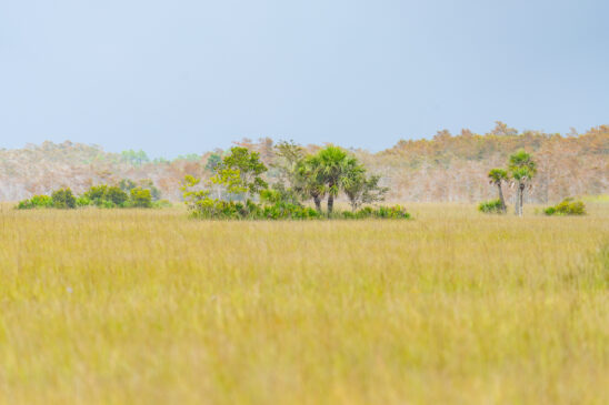 Naples Area Everglades Nature Stock Photography-2