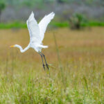 Naples Area Everglades Nature Stock Photography-3