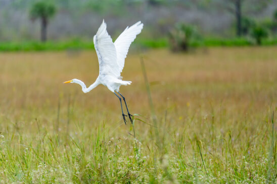 Naples Area Everglades Nature Stock Photography-3