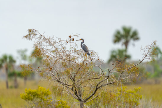 Naples Area Everglades Nature Stock Photography