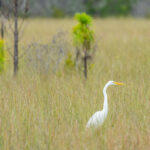 Naples Area Everglades Nature Stock Photography-6