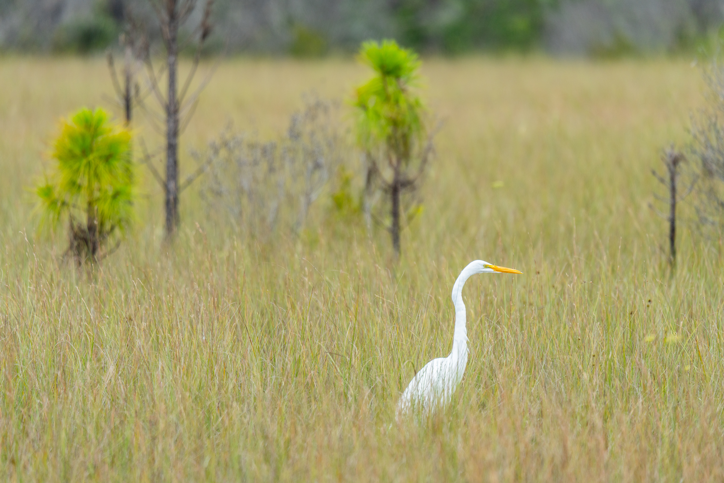 Naples Area Everglades Nature Stock Photography-6