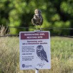 Burrowing Owl Naples Stock Photography