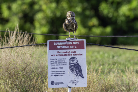 Burrowing Owl Naples Stock Photography