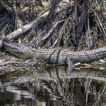 Feed Alligators Stock-4