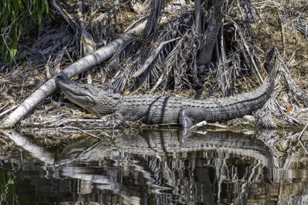 Feed Alligators Stock-4