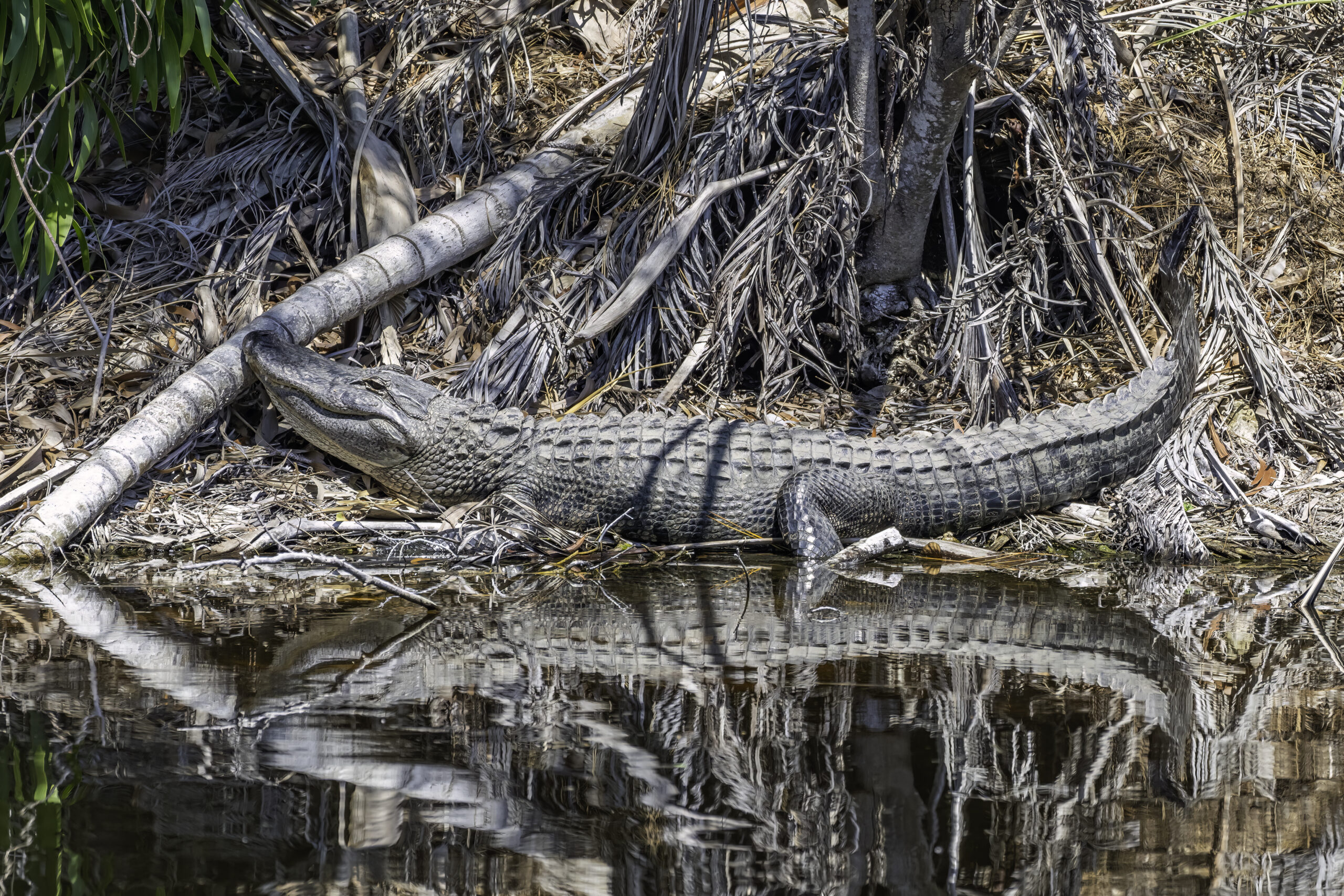 Feed Alligators Stock-4