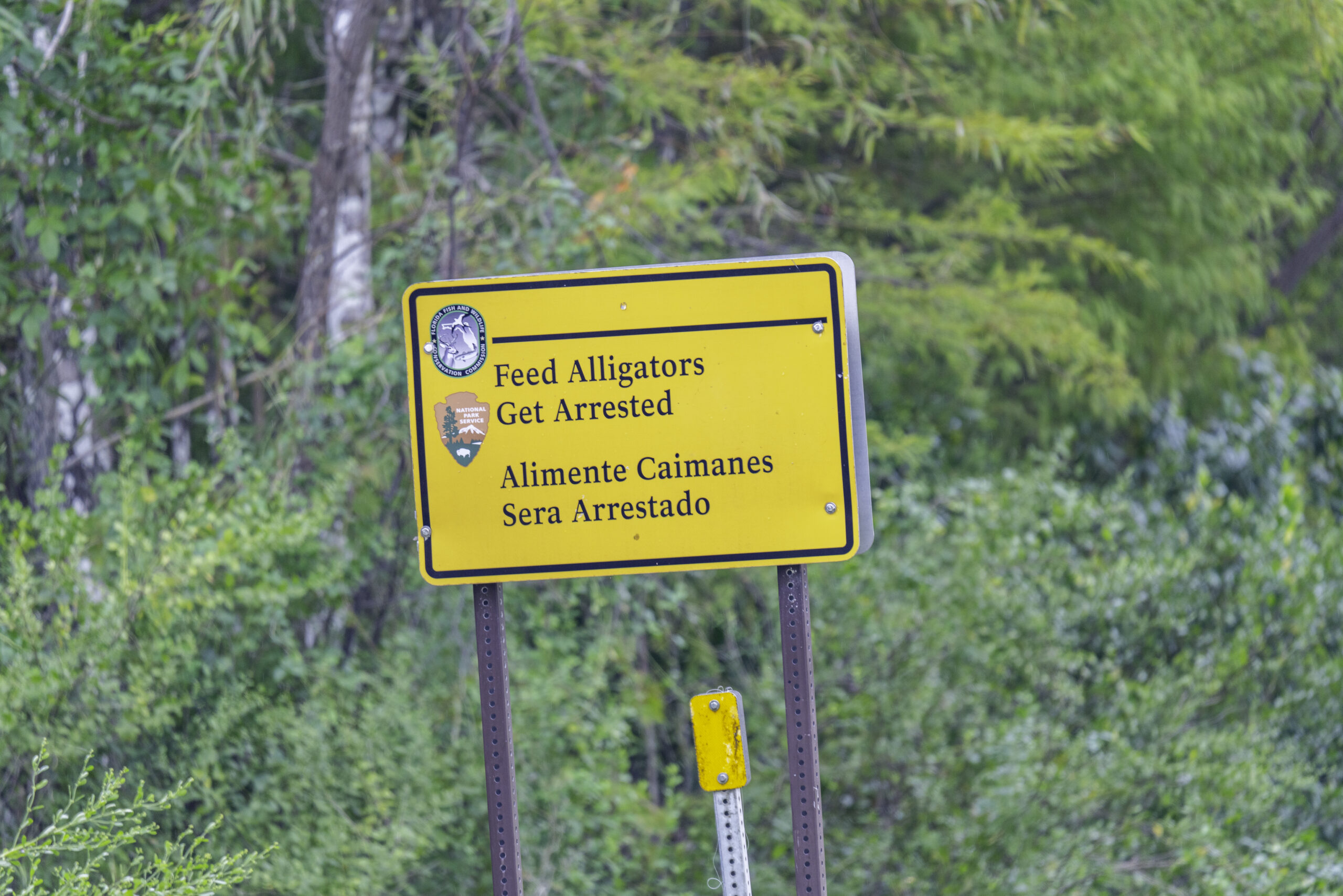 Feed Alligators Stock