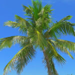 Naples Palm Tree Stock Video