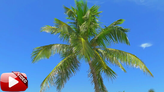 Naples Palm Tree Stock Video