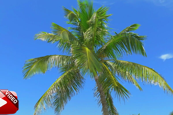 Naples Palm Tree Stock Video
