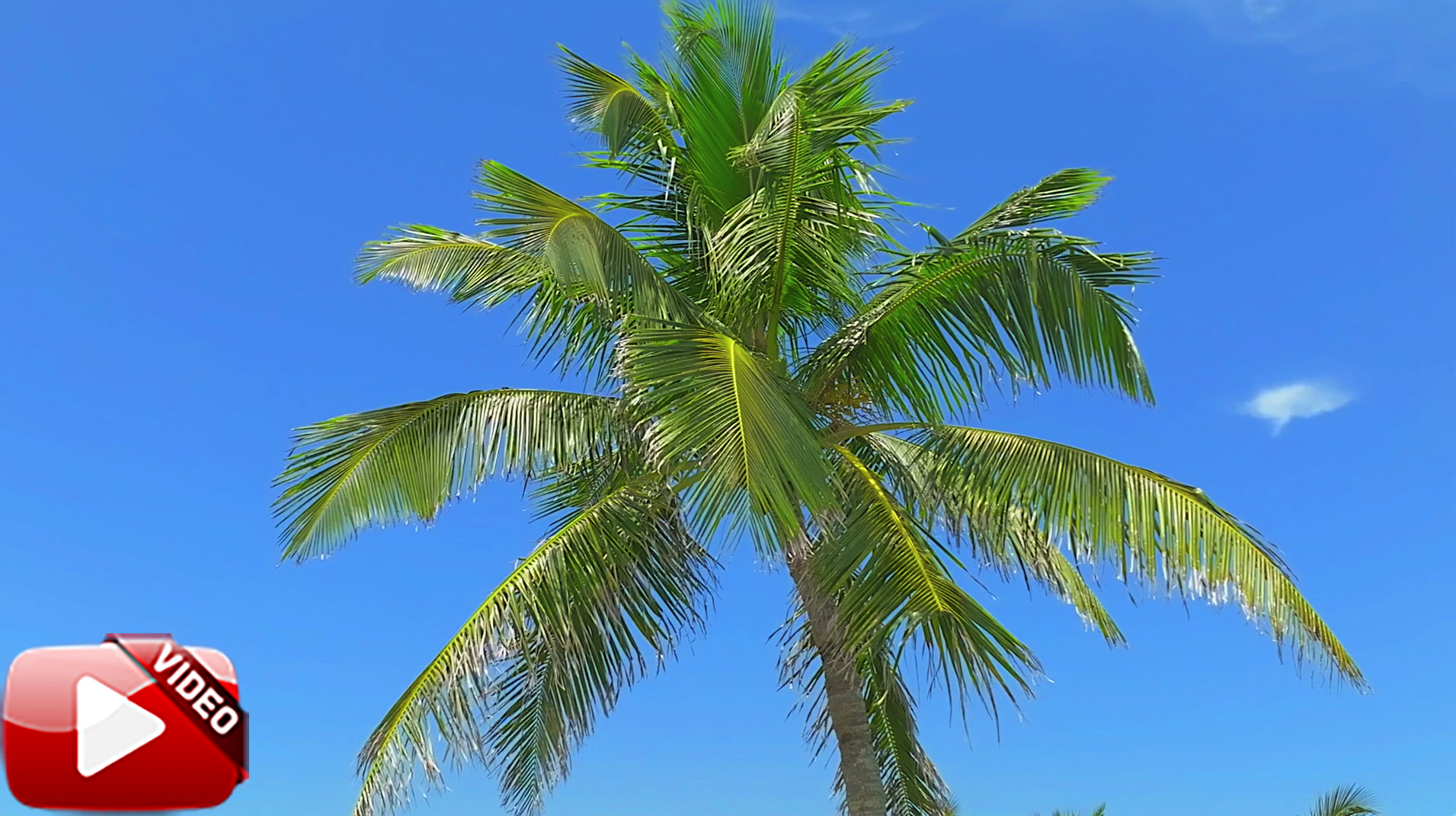 Naples Palm Tree Stock Video