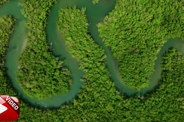 Pelican Bay Mangroves Naples Aerial Stock Video_2