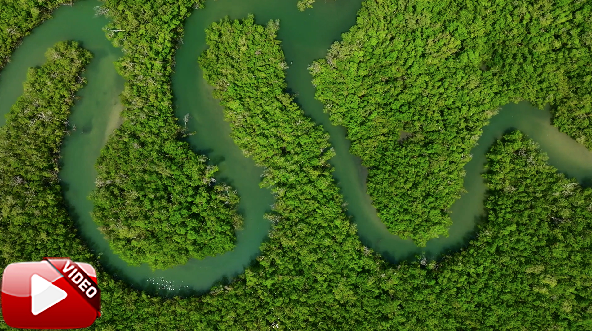 Pelican Bay Mangroves Naples Aerial Stock Video_2