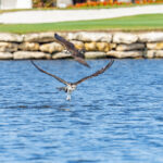 Osprey Naples Stock Photography