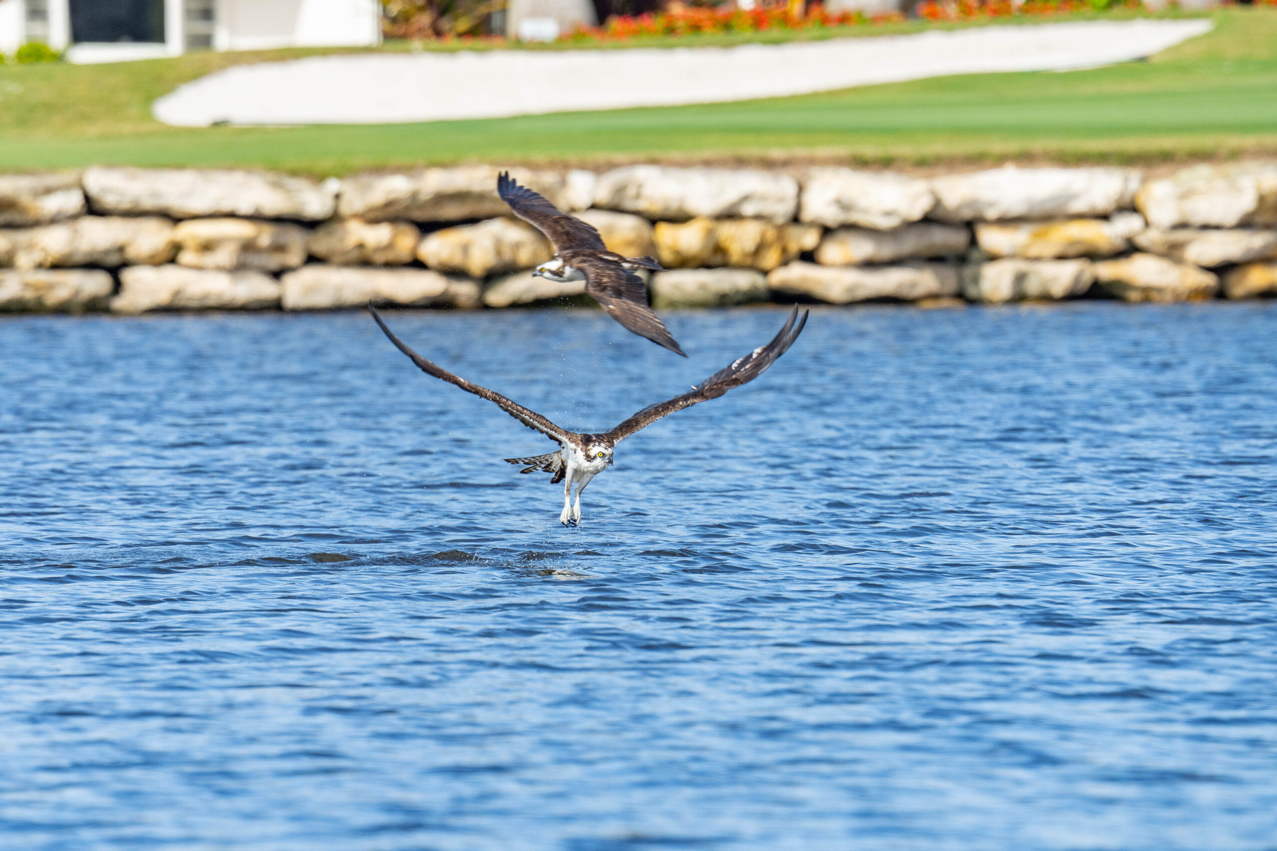 Osprey Naples Stock Photography