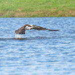 Osprey Naples Stock Photography_2