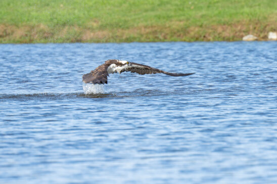 Osprey Naples Stock Photography_2