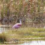 Roseate Spoonbill Naples Stock Photography