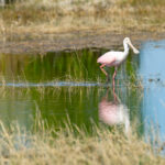 Spoonbill Naples Nature Stock Photography