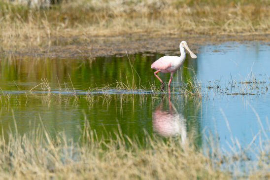 Spoonbill Naples Nature Stock Photography