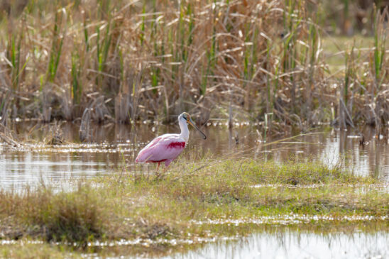 Roseate Spoonbill Naples Stock Photography